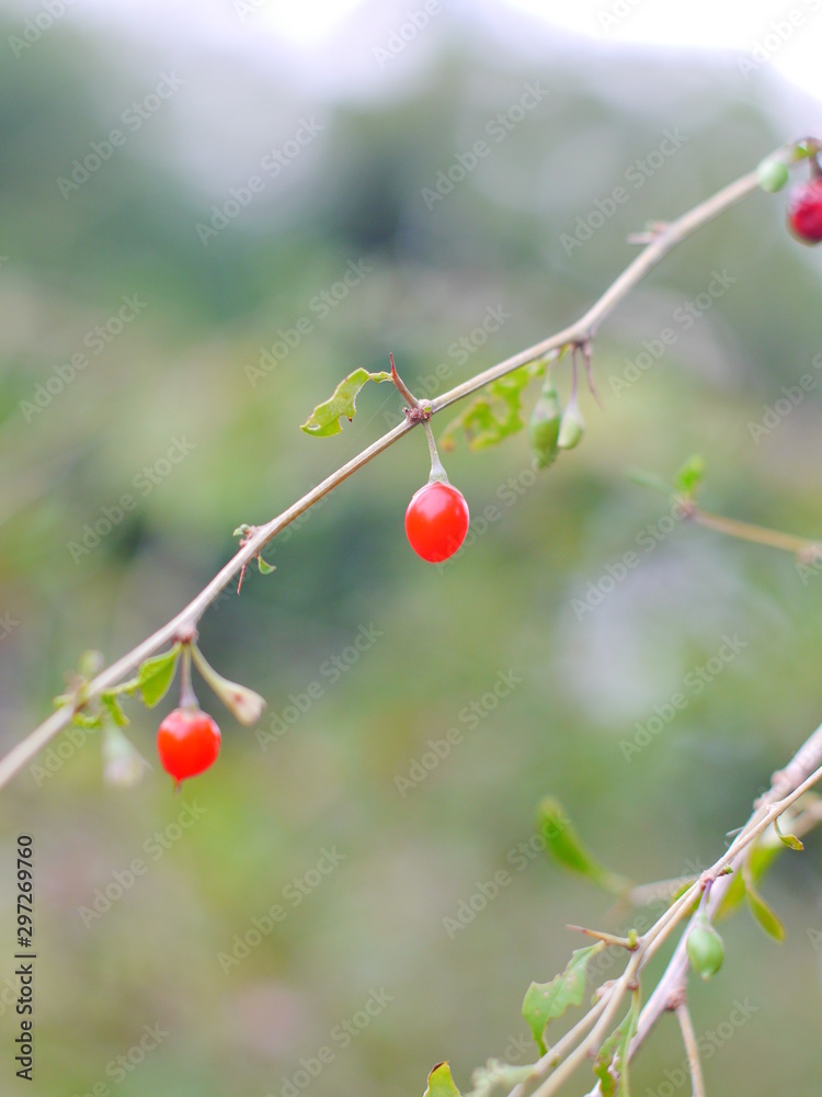 red berry on tree