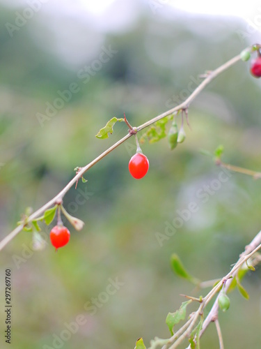 red berry on tree