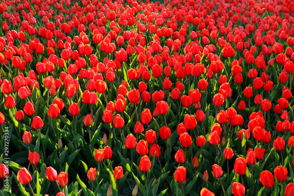 Beautiful red tulips, bright nature background