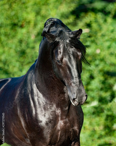 Black purebred stallion in summer