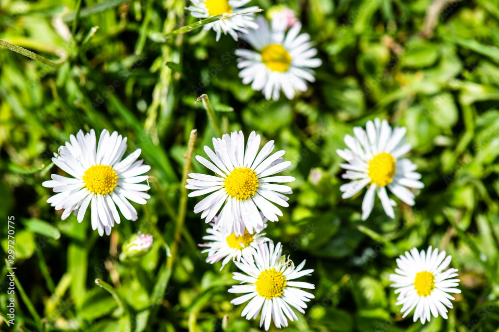cloesup of a daisy flower in spring Common daisy, Bellis perennis is a common European species of daisy, of the family Asteraceae cloesup of a daisy flower in spring Common daisy, Bellis perennis is a common European species of daisy, of the family Asteraceae