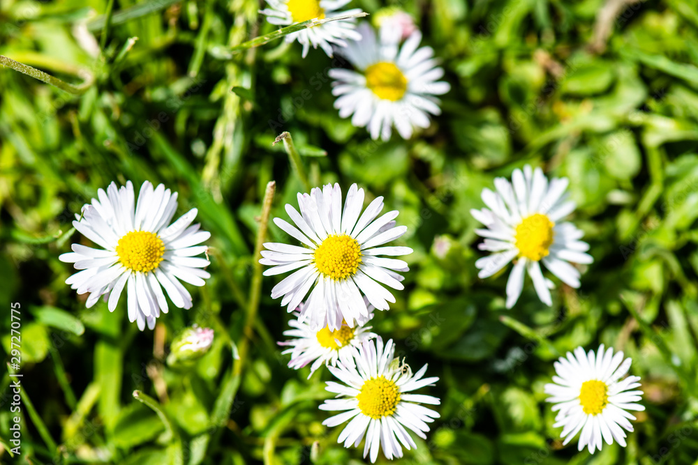 cloesup of a daisy flower in spring Common daisy, Bellis perennis is a common European species of daisy, of the family Asteraceae