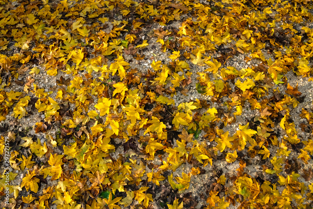 Herbstlaub Gelb Ahorn Blätter Weg Altmühltal DeutschlandLaub Sonne Licht Wärme Hintergrund Struktur Jahreszeiten Acer Laubbläser Weg Straße Radweg Bayern