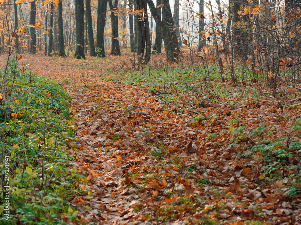 golden foliage on earth in the fall