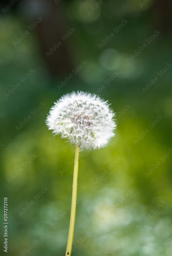 dandelion cloesup photography with green background dandelion cloesup photography with green background