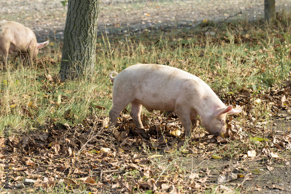 Pink pigs, Pigs on the farm, Piglets go eat Pink pigs, Pigs on the farm, Piglets go eat