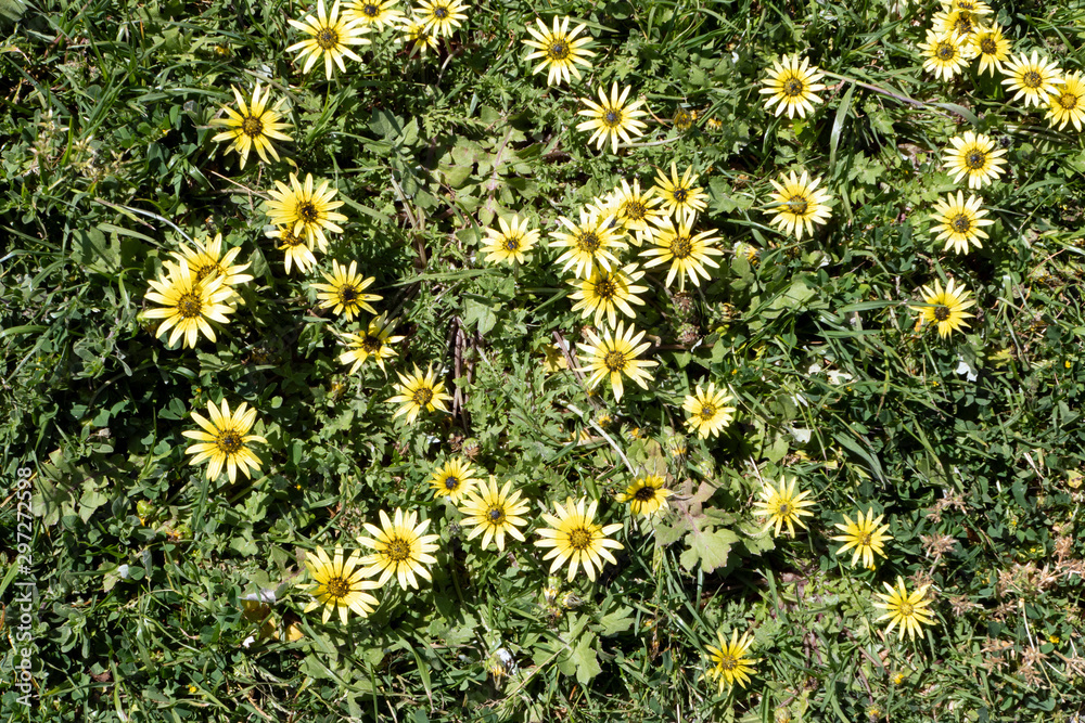 Cape weed , cape daisy, daisy, yellow daisy Cape weed , cape daisy, daisy, yellow daisy