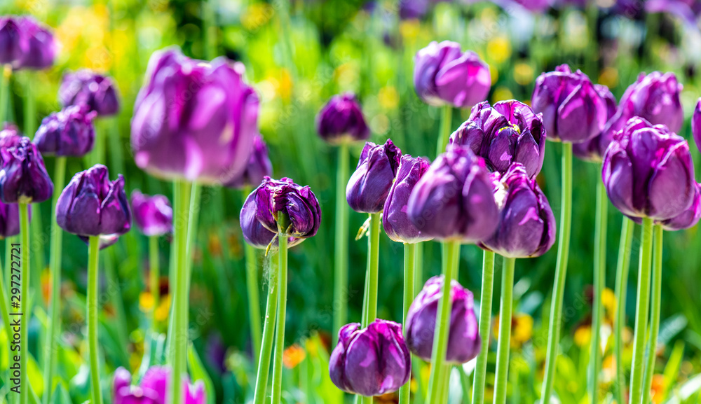 flower power, spring time with tulips and daisy flower power, spring time with tulips and daisy