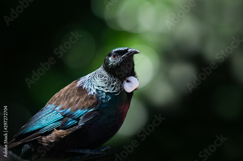 Close-up portrait of Tui bird on Tiritiri Matangi Island photo