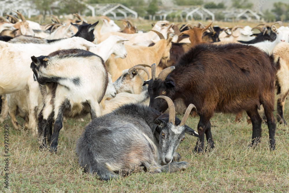 Sheep and goats graze on green grass in spring Sheep and goats graze on green grass in spring