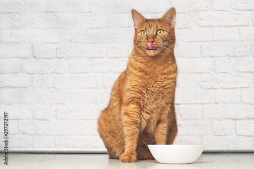 Obraz na plátně Funny ginger cat licking his face next to a white food dish.