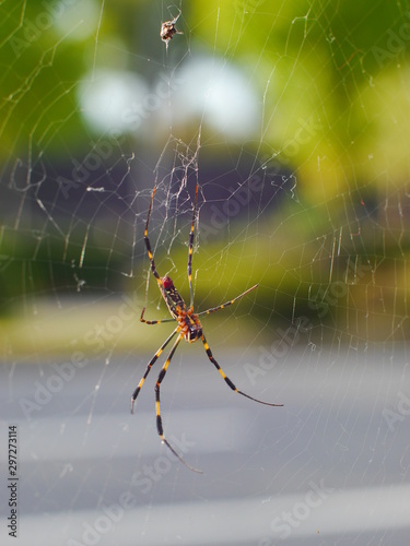 spider on web © Akio