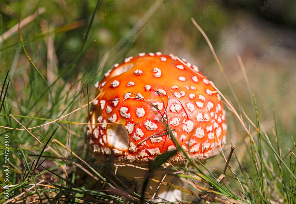 Amanita Muscaria is a toxic fungus, in the grass in an autumn forest. Amanita Muscaria is a toxic fungus, in the grass in an autumn forest.