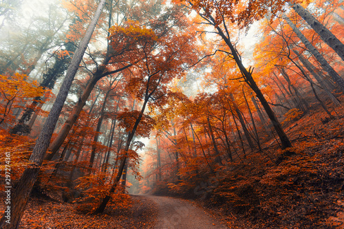 beautiful path in autumn forest 