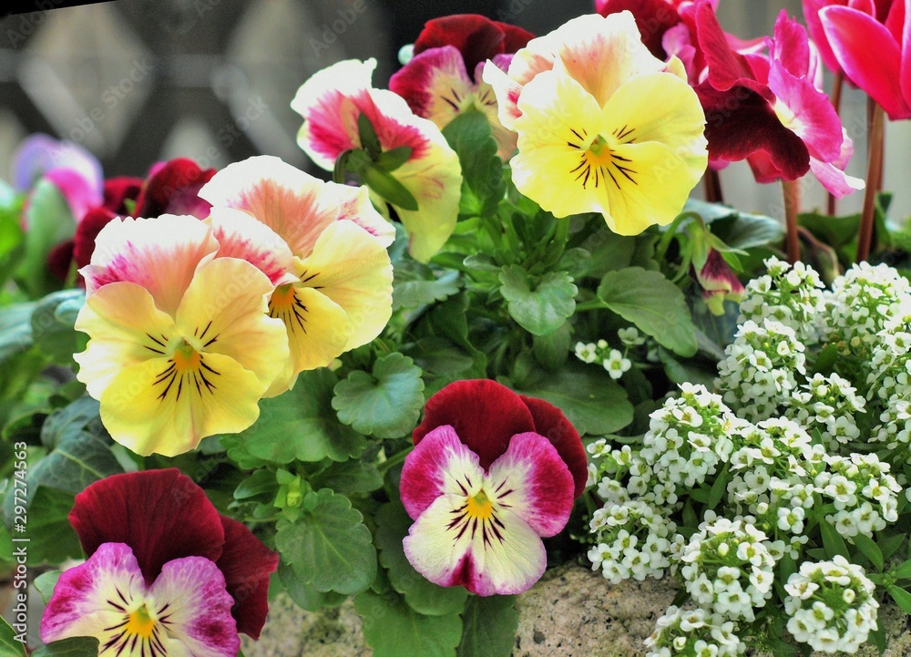 春の花の寄せ植え ビオラ ガーデニング Foto De Stock Adobe Stock