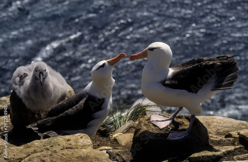 Albatros à sourcils noirs,.Thalassarche melanophris, Black browed Albatross, Iles Falkland, Iles Malouines © JAG IMAGES