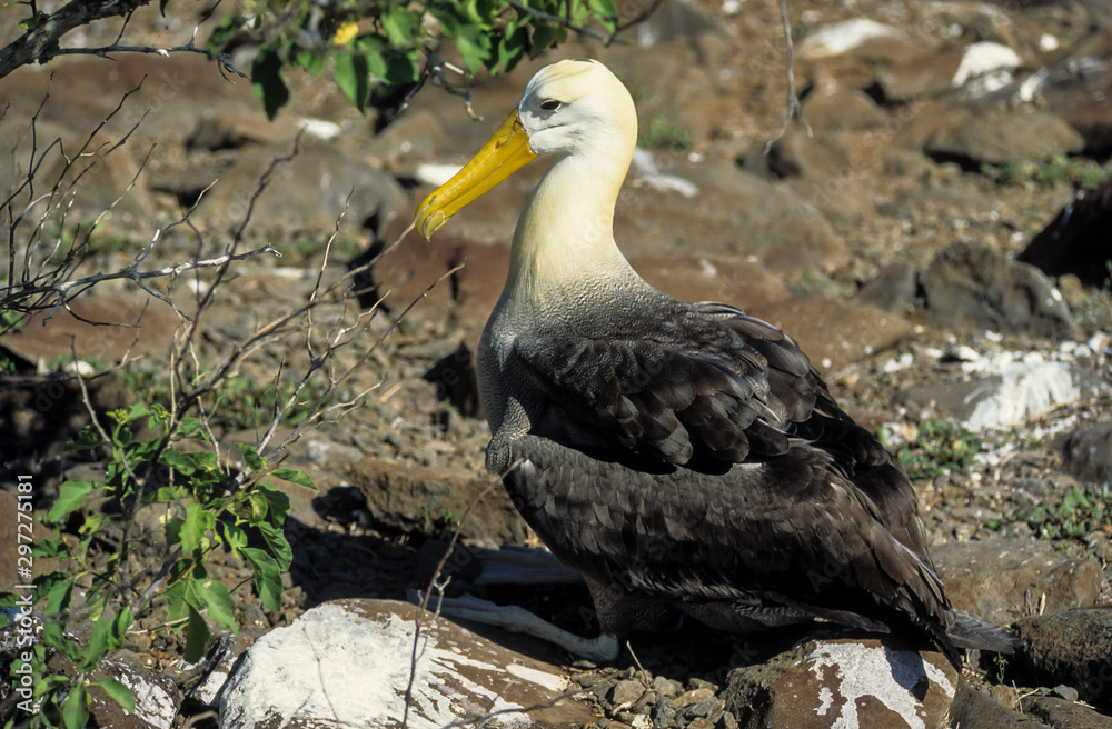 Fototapeta premium Albatros des Galapagos,.Phoebastria irrorata, Waved Albatross, Archipel des galapagos
