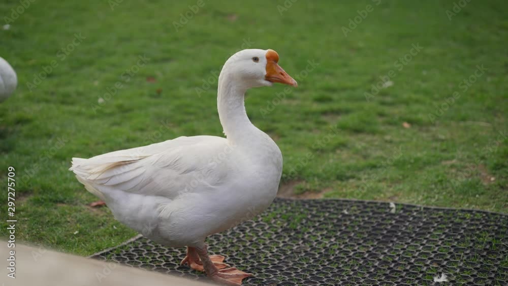 White goose on a green lawn. There is a lake in the distance. White goose on a green lawn. There is a lake in the distance.