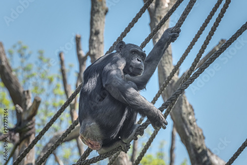 Western chimpanzee, West African chimpanzee, Pan troglodytes verus. Animals in natur reserve