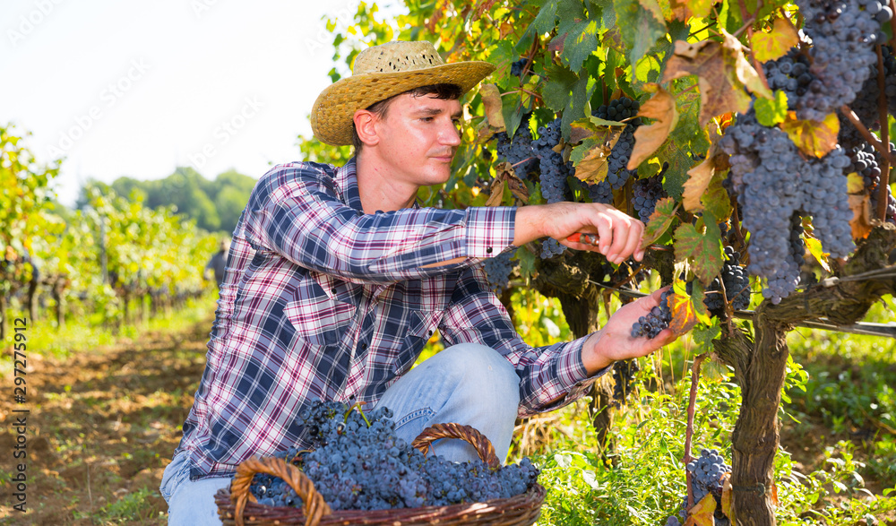 Man picking black grapes in vineyard