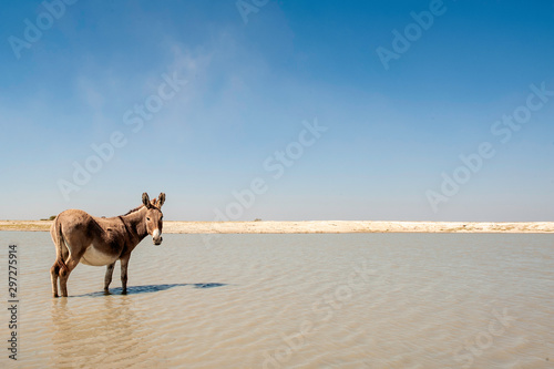 Donkey, South Africa, desert, standing in water