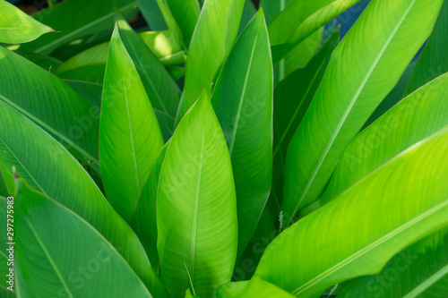 The dark green leaves are naturally bright. For as background