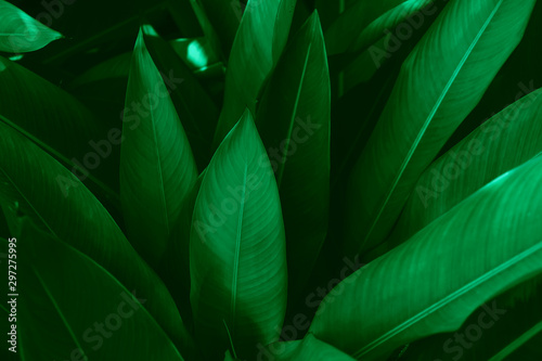 The dark green leaves are naturally bright. For as background