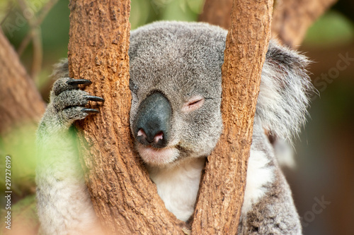 Australian koala outdoors. Queensland, Australia photo
