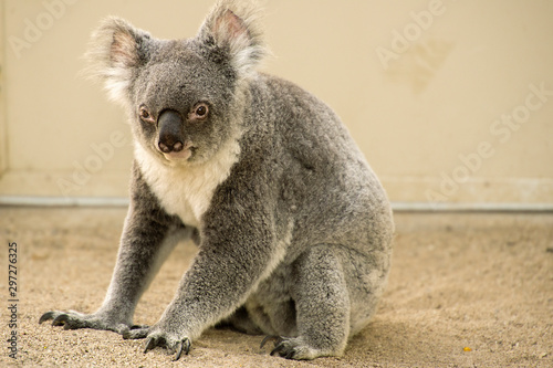 Australian koala outdoors. Queensland, Australia