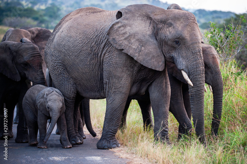 African Elephant, South Africa, family, side view, crossing road, 