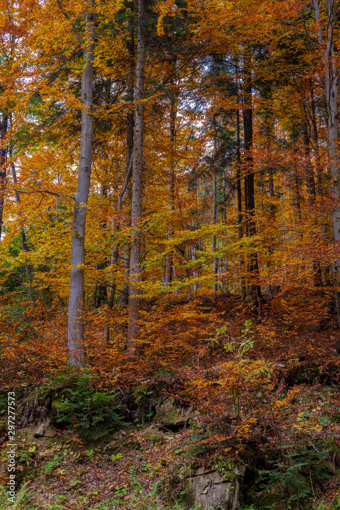 autumn in the forest