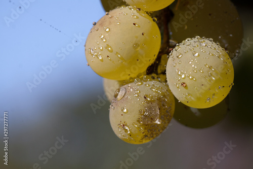 Uvas photo