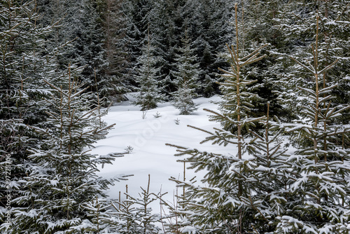 Small and huge spruce trees in a winter snowy meadow. beautiful winter forest landscape photo