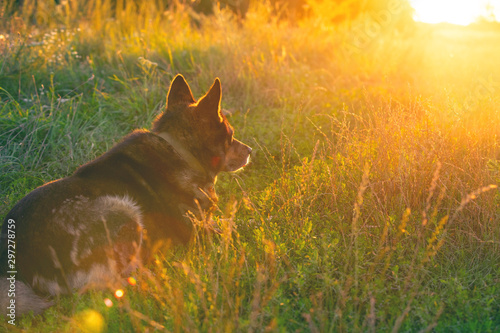 Dog gazing sunset in the countryside in the field. The dog sitting on the grass back to the camera © vvvita