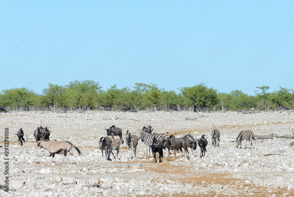 Wild african animals -gnu, kudu, orix, springbok, zebras drinking water in waterhole Wild african animals -gnu, kudu, orix, springbok, zebras drinking water in waterhole