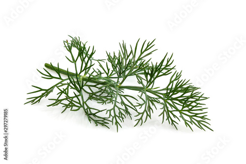 Fresh dill isolated close up.