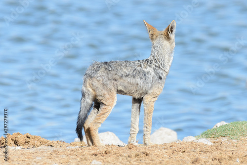Wild jackal on waterhole in the African savanna