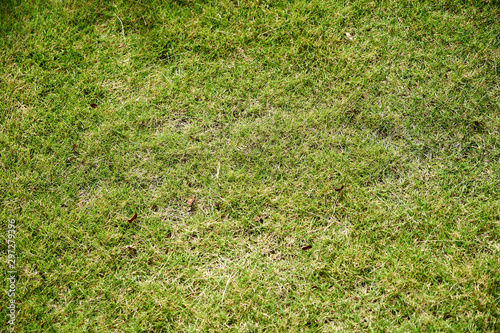 芝生の地面