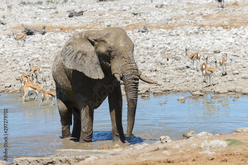 Wild african elephant on the waterhole in the savanna