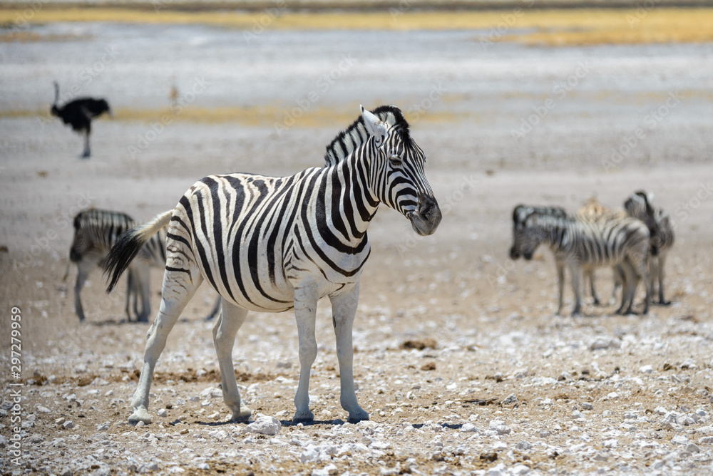 Wild zebra walking in the African savanna close up Wild zebra walking in the African savanna close up