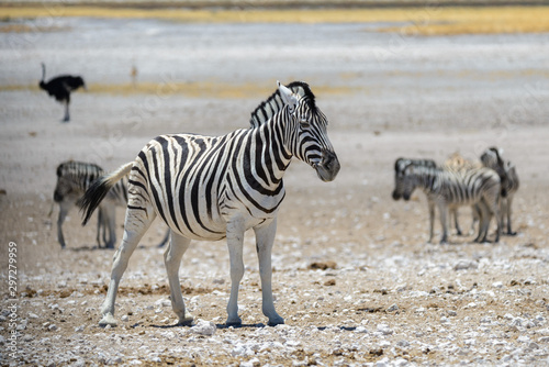 Wild zebra walking in the African savanna close up