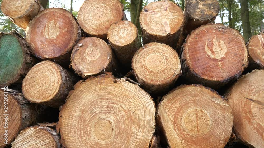 Deforestation Concept Cut Logs Stacked In The Forest Deforestation Concept Cut Logs Stacked In The Forest