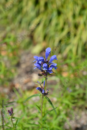 Blue Dragonhead photo