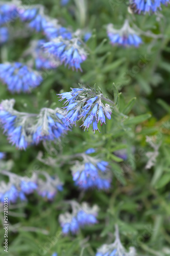 Fototapeta Naklejka Na Ścianę i Meble -  Balkan endemic blue flower
