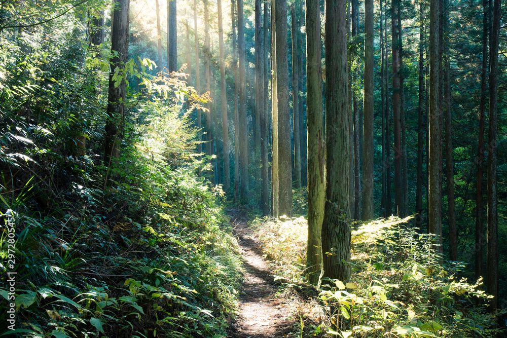 Obraz premium Las Okutama, Tokio, Japonia