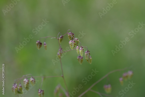 Common quaking grass © nahhan