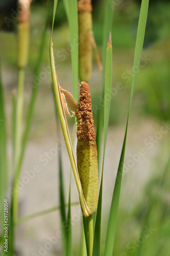 Shuttleworths Cattail photo