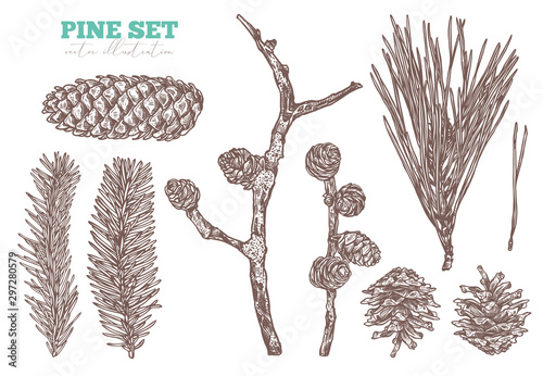 Coniferous vector hand drawn set. Pine tree, fir, spruce and larch branches and cones. Sketch forest floral plant illustration. Engraved etching christmas evergreen botanical symbols