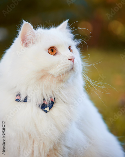 Beautiful Turkish Angora cat with long white hair