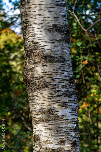 Bark of Birch Tree